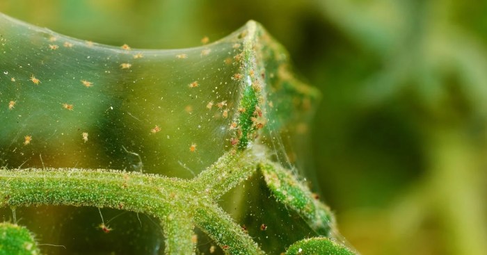 Spider mites rid get do tiny pests spiders tipsbulletin