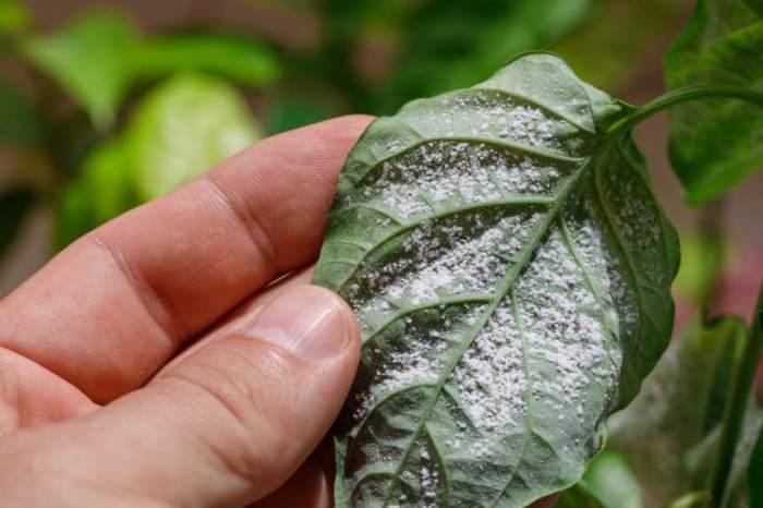 Spider mites rid cannabis flowering urbanorganicyield lindsey hyland