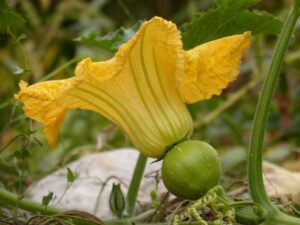 Harvest Spaghetti Squash: A Guide to Growing, Harvesting, and Cooking