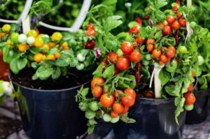 Grow Perennial Vegetables in Pots: A Guide to Year-Round Harvest