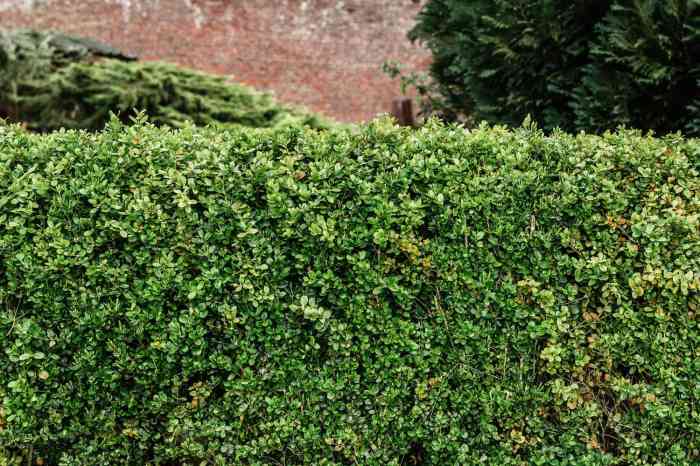 Intruder proof hedge plants