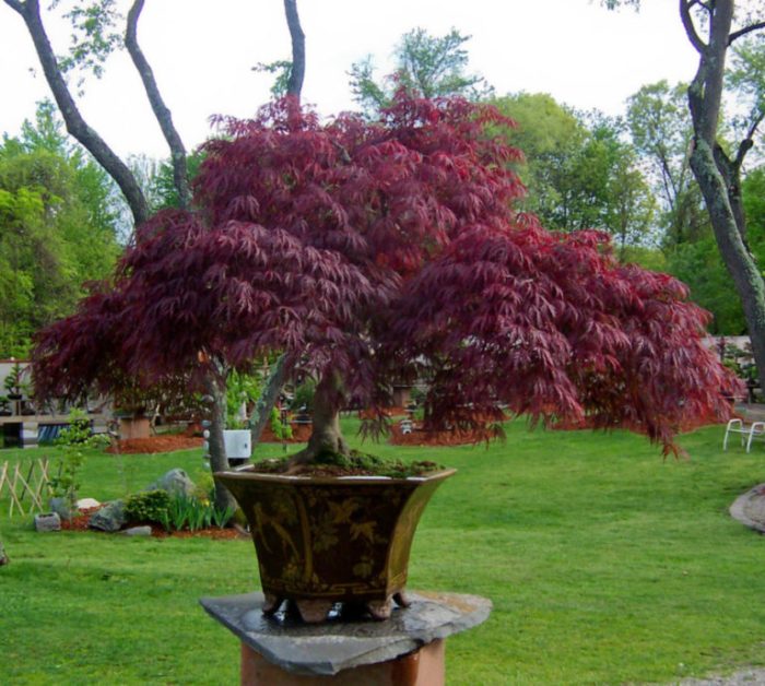 Container japanese garden maple pot trees plant pots patio tree potted containers maples plants ideas tips large gardening gardens outdoor