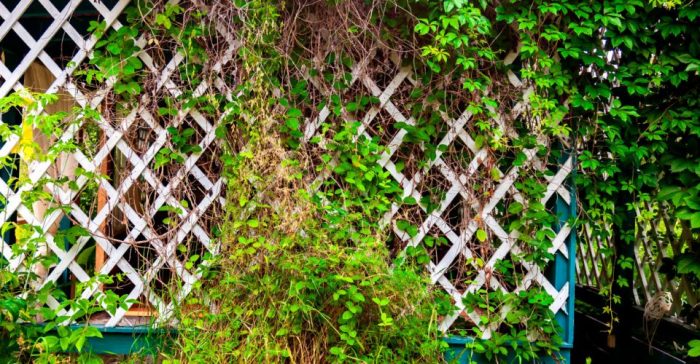 How to Get Rid of Ivy on a Fence: A Comprehensive Guide