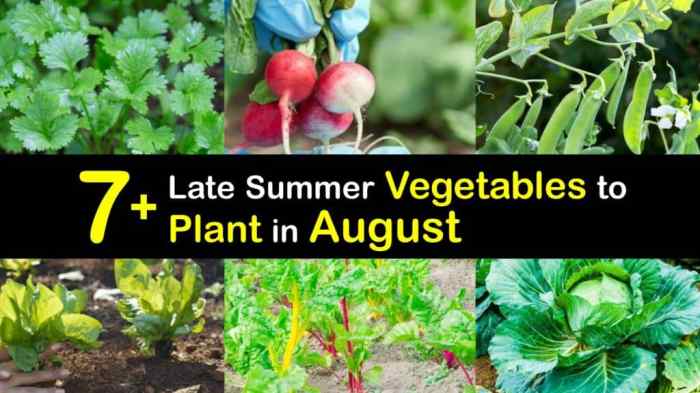 Vegetables to Plant in August: A Guide to Late-Season Bounty