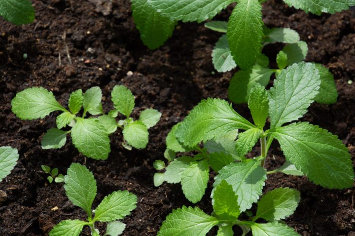 How to take verbena cuttings