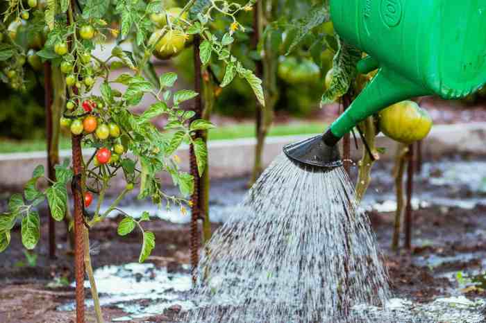 How to Water Plants During a Heatwave