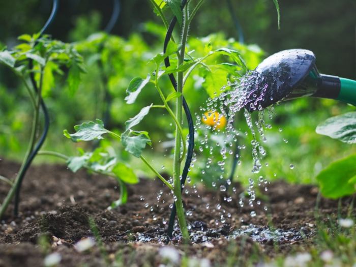 Can you water plants with dishwater