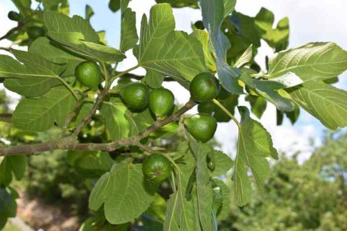 Tree figs fruit fig cyclura healthy