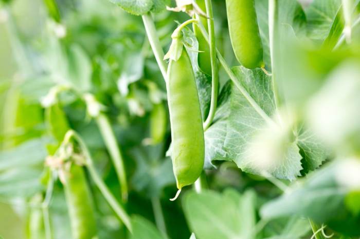 When to harvest snap peas