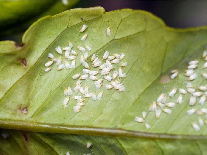 Houseplant gnat infestation