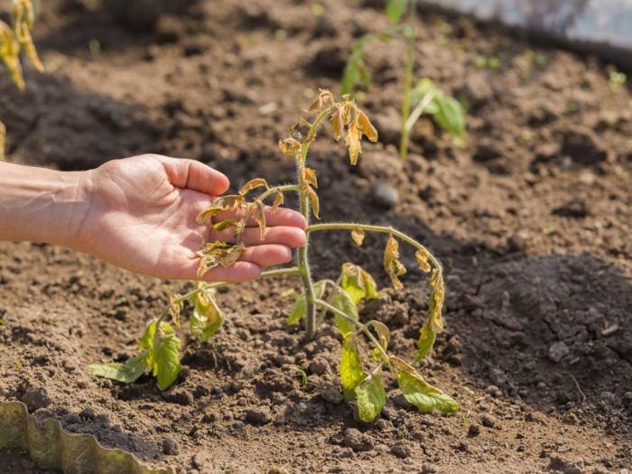 Signs Your Plants Are Suffering Heat Stress